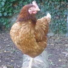 Heydon Hens from Wood Green animal charity.jpg Heydon Hens from Wood Green animal charity.jpg